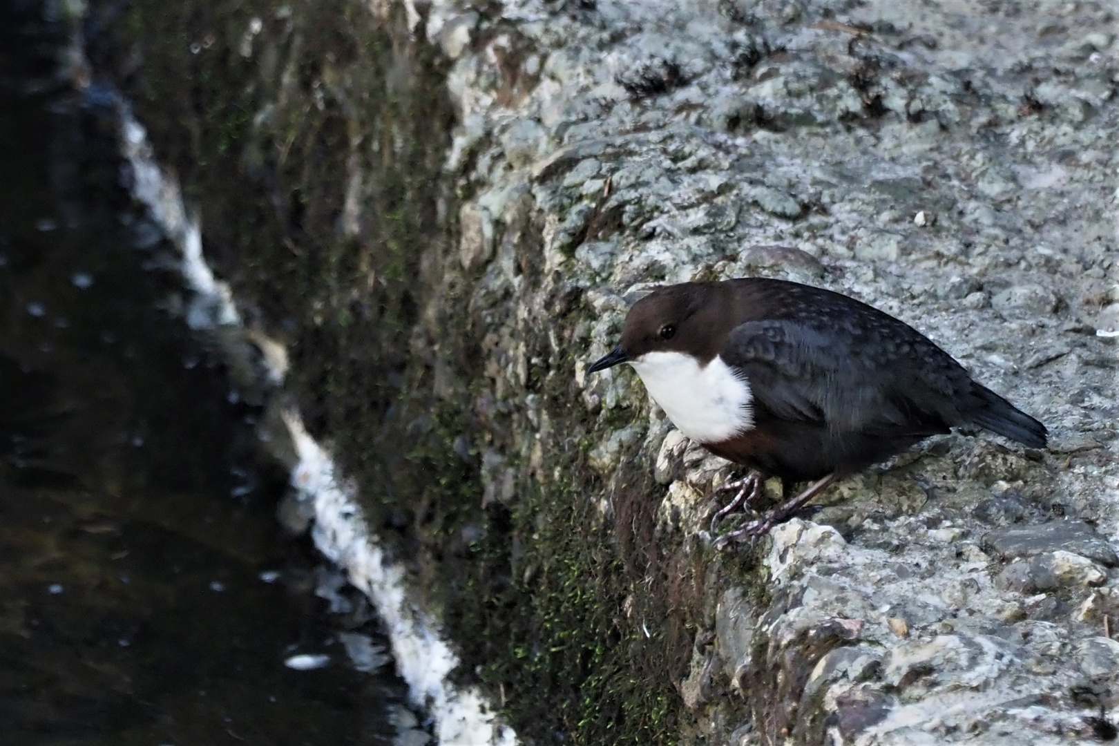 Wasseramsel