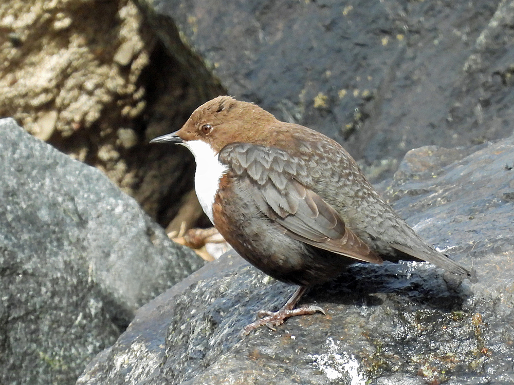 Wasseramsel