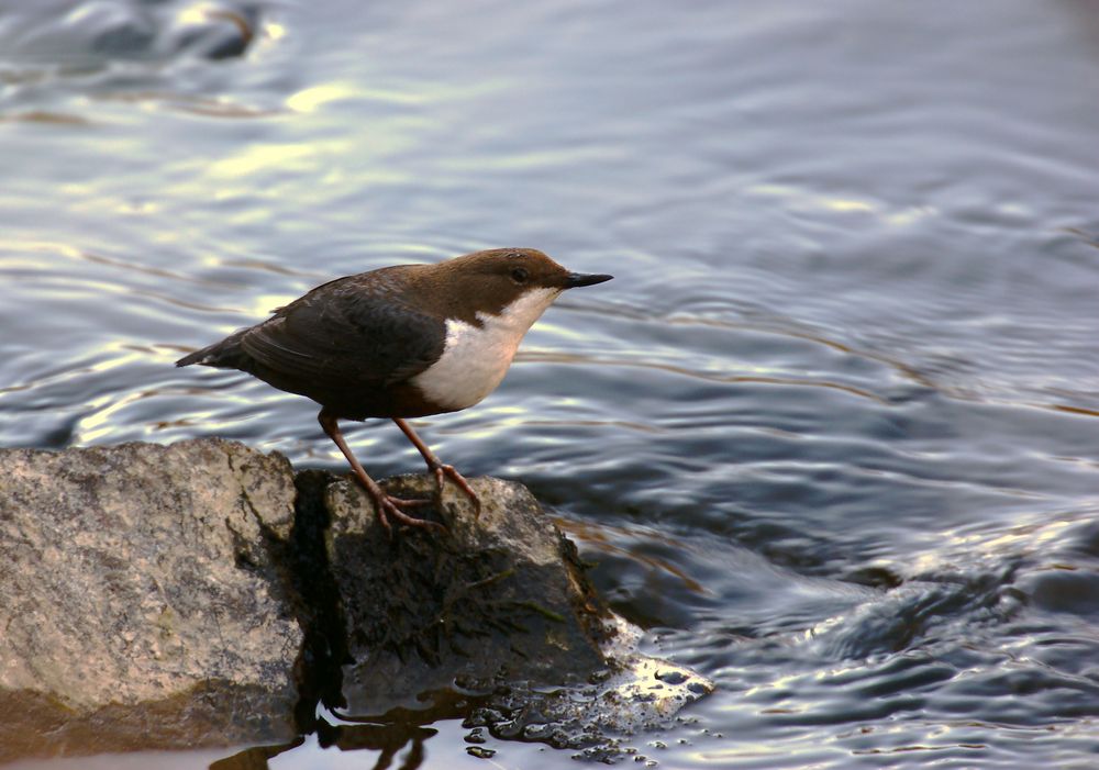 Wasseramsel