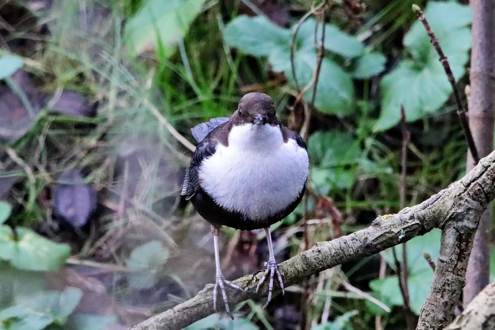 Wasseramsel 