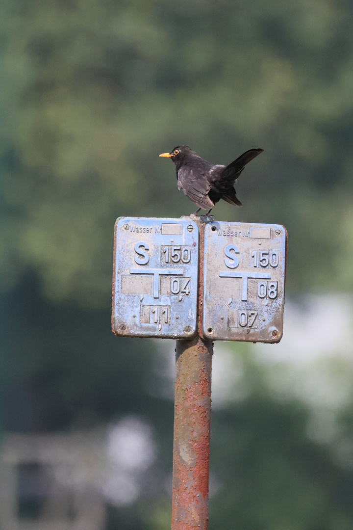 "Wasseramsel" ;-)