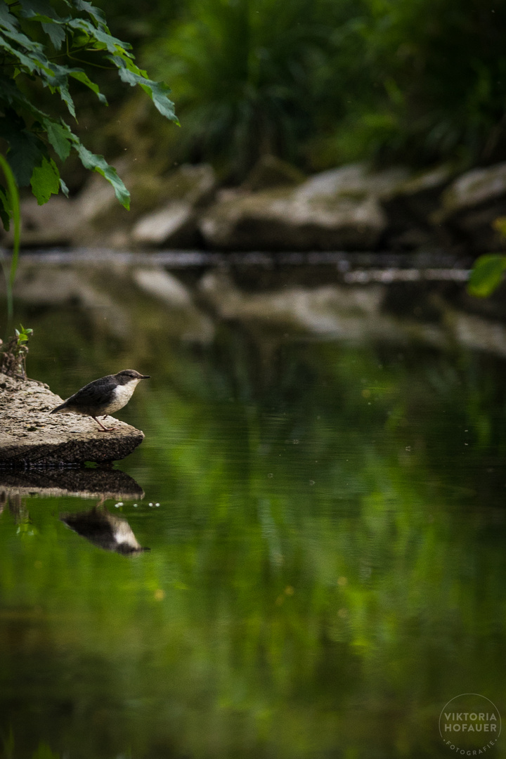 Wasseramsel