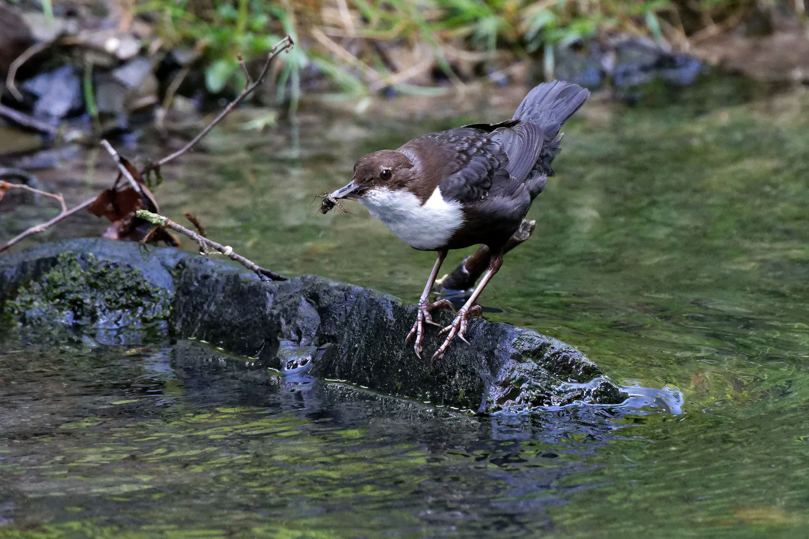 Wasseramsel