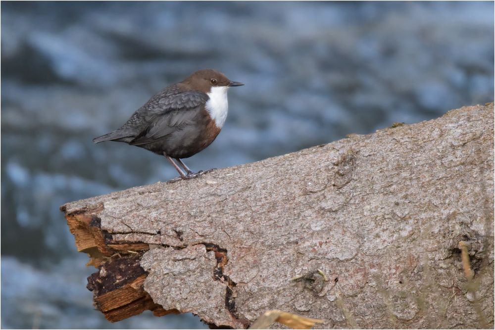 Wasseramsel