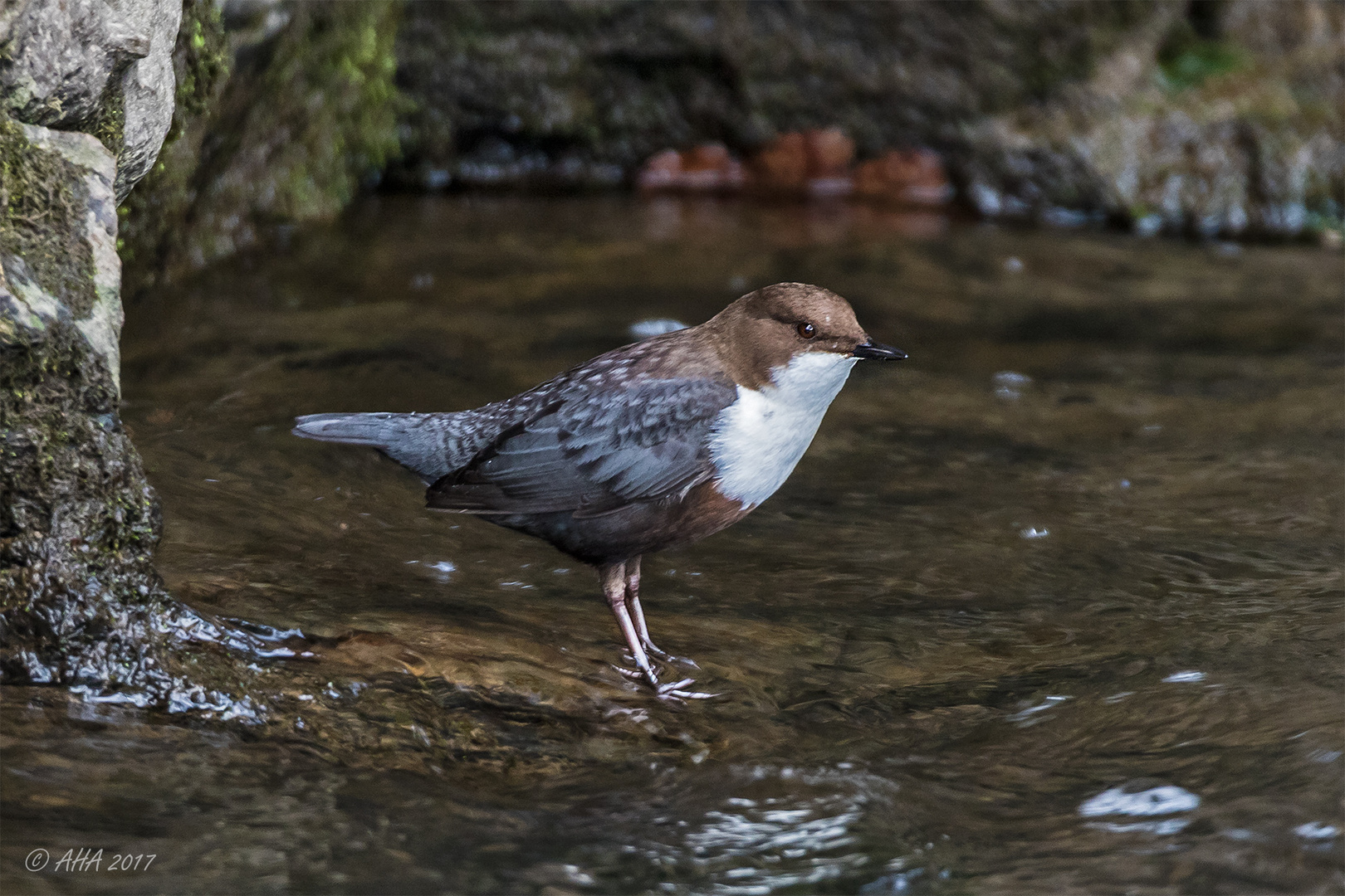 Wasseramsel