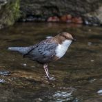 Wasseramsel