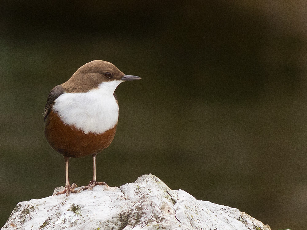 Wasseramsel