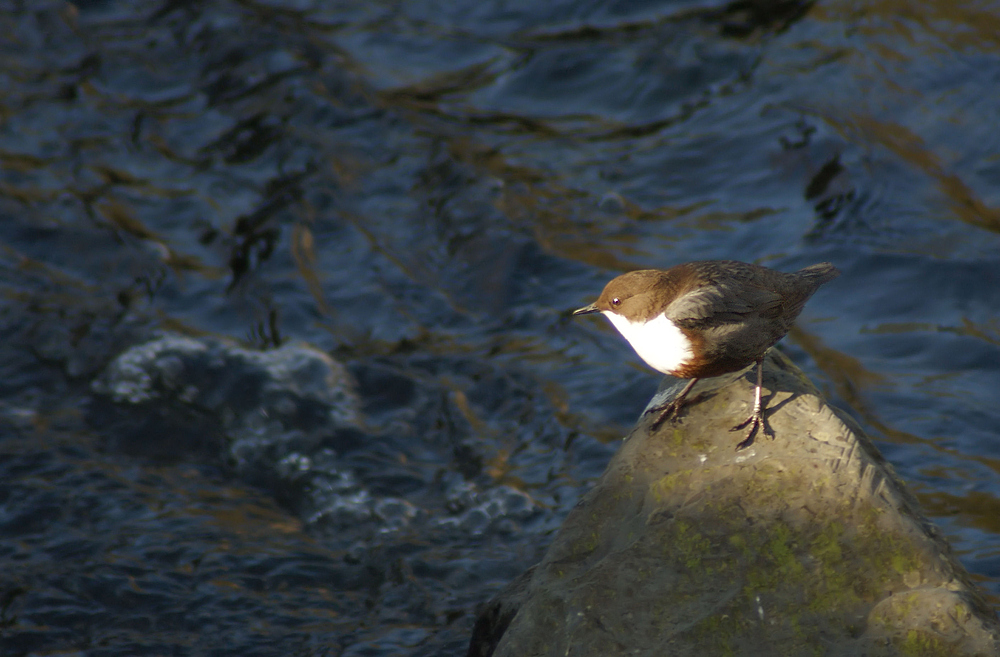 Wasseramsel