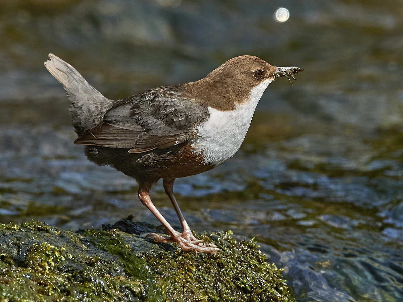 Wasseramsel