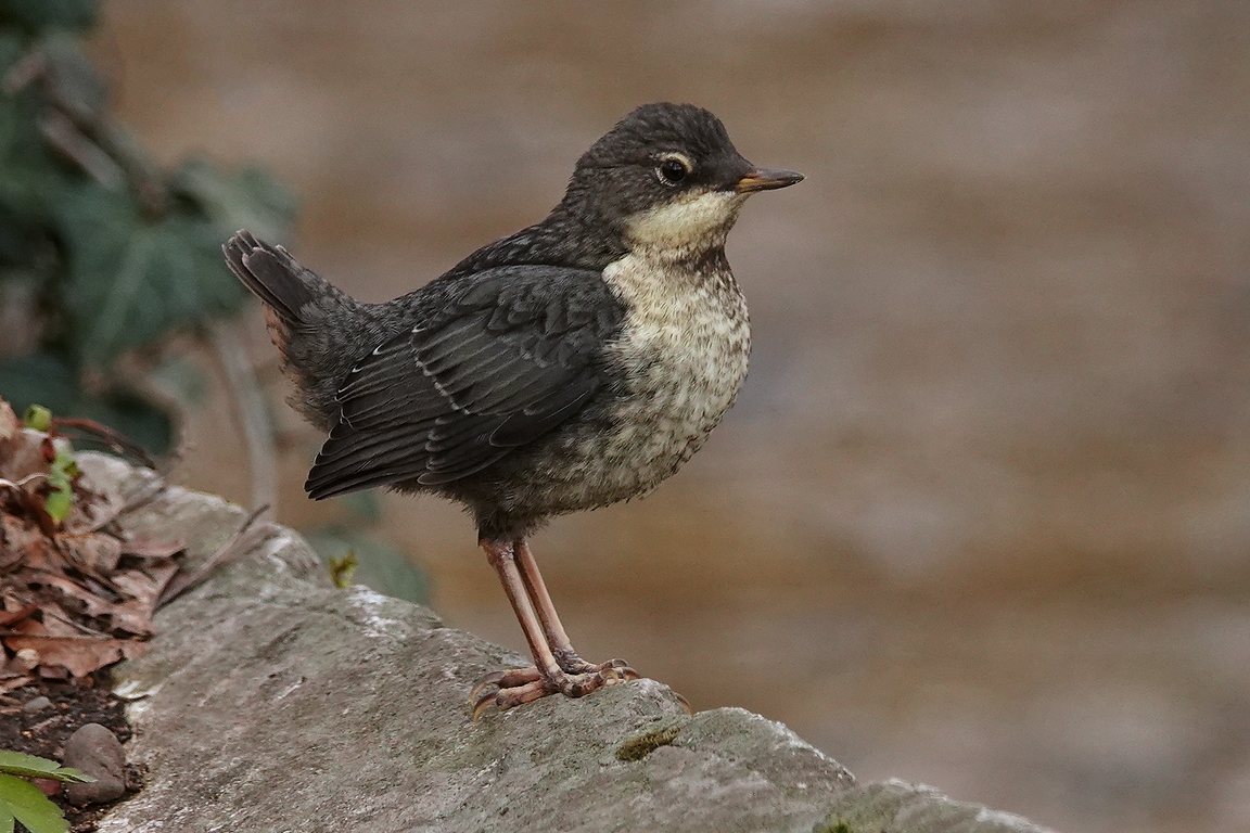 Wasseramsel