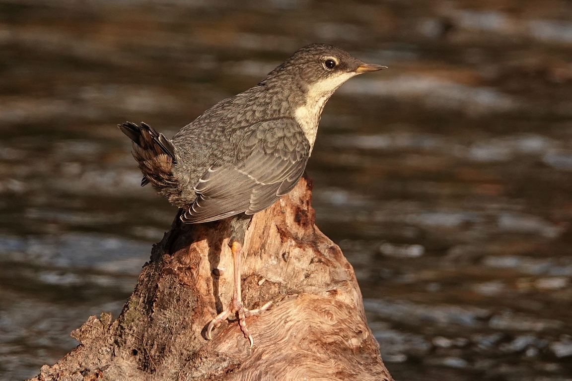 Wasseramsel