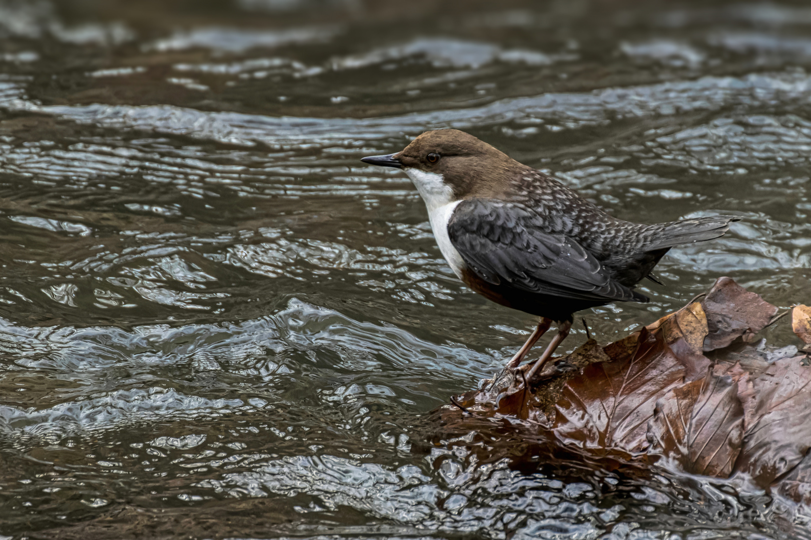 Wasseramsel (Cinclus) 