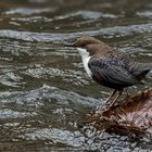 Wasseramsel (Cinclus) 