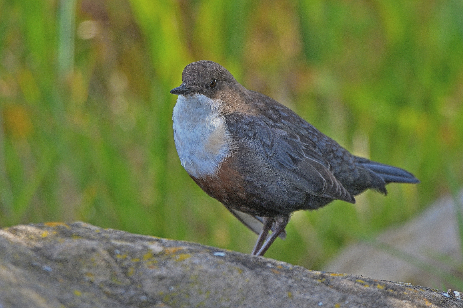 Wasseramsel (Cinclus)