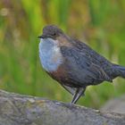 Wasseramsel (Cinclus)