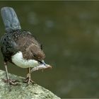 wasseramsel (cinclus cinclus) 04/11 mit stichling