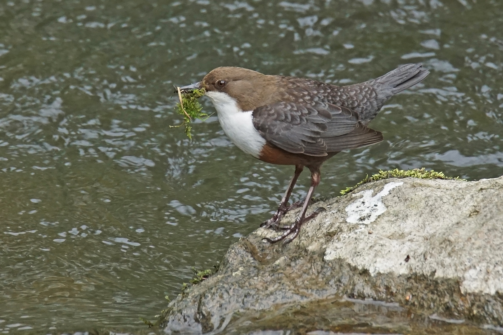 Wasseramsel (Cinclus cinclus)