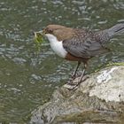 Wasseramsel (Cinclus cinclus)