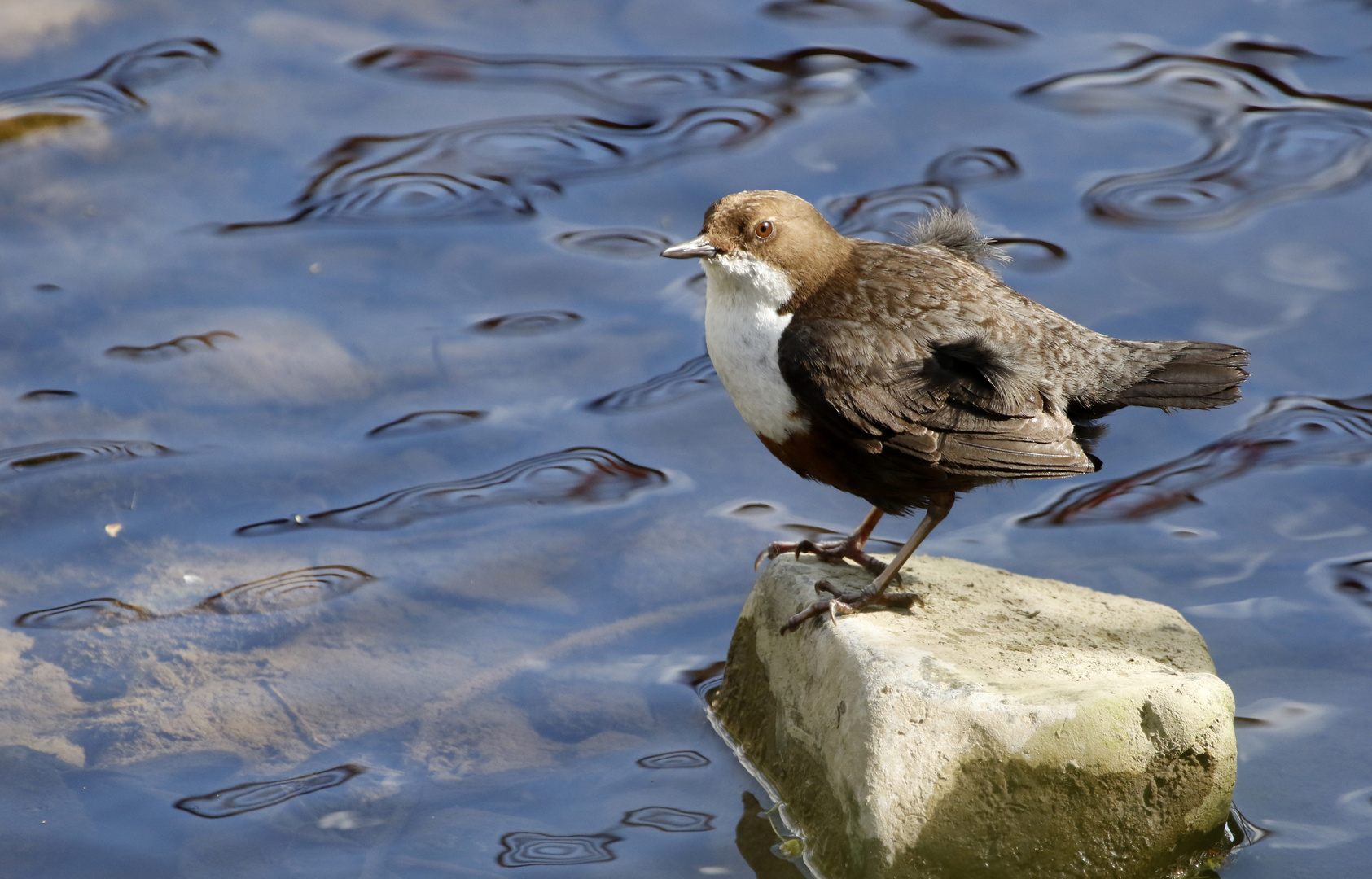 Wasseramsel  (Cinclus cinclus) 