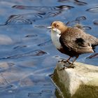 Wasseramsel  (Cinclus cinclus) 