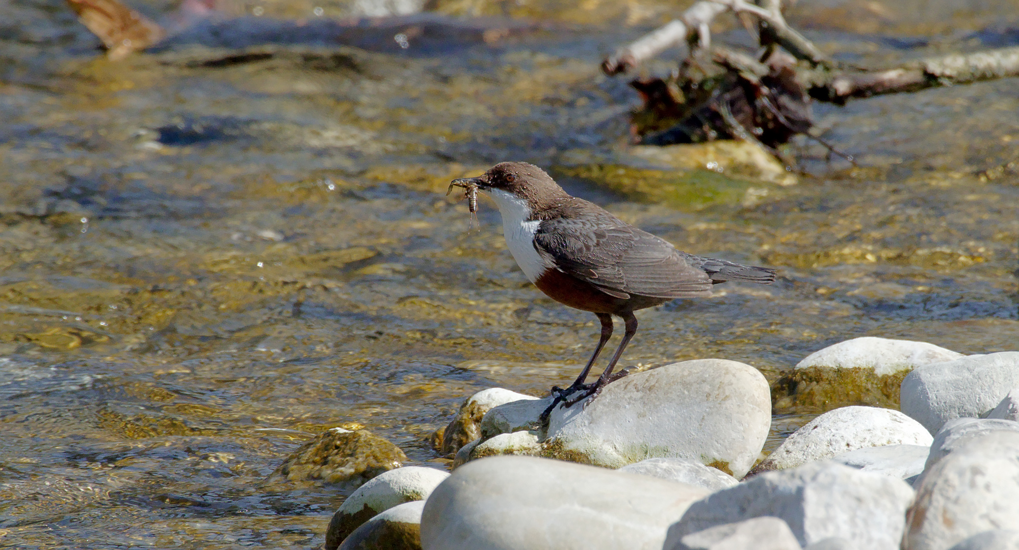 Wasseramsel (Cinclus cinclus) 1