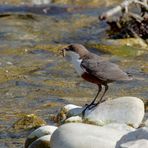 Wasseramsel (Cinclus cinclus) 1