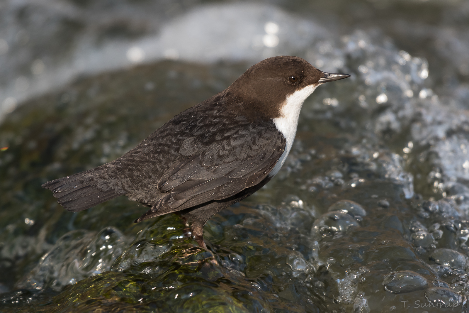 Wasseramsel (Cinclus cinclus)