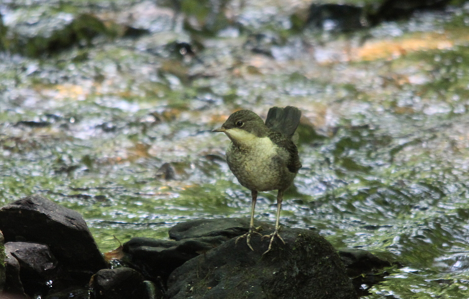 Wasseramsel (Cinclus cinclus)