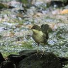 Wasseramsel (Cinclus cinclus)