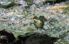 Wasseramsel (Cinclus cinclus)