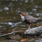 Wasseramsel (Cinclus cinclus)