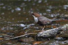 Wasseramsel (Cinclus cinclus)