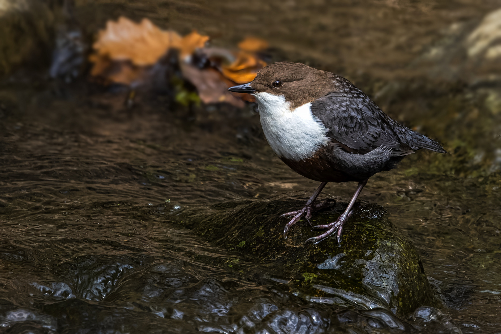 Wasseramsel (Cinclus cinclus)