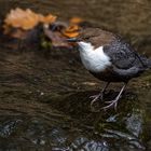 Wasseramsel (Cinclus cinclus)