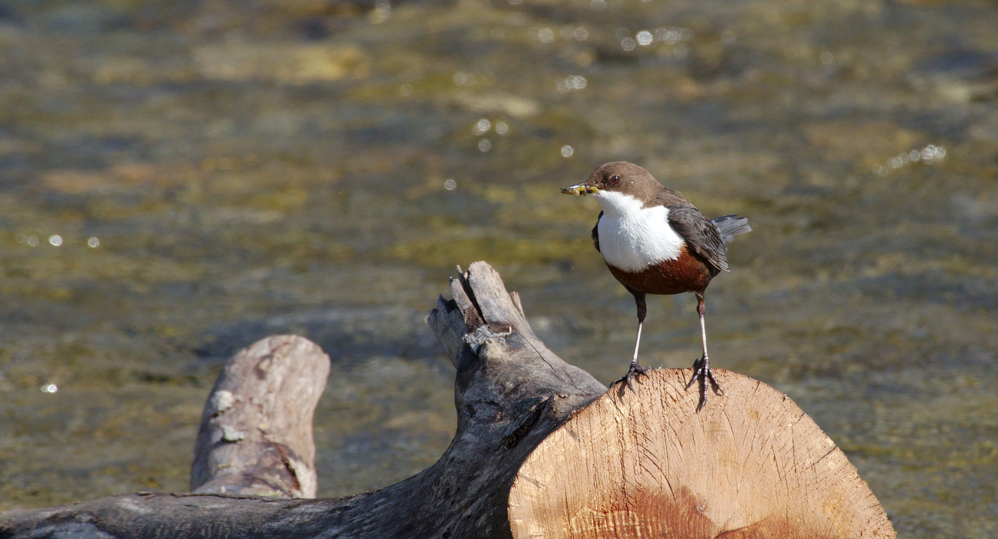 Wasseramsel (Cinclus cinclus) 2