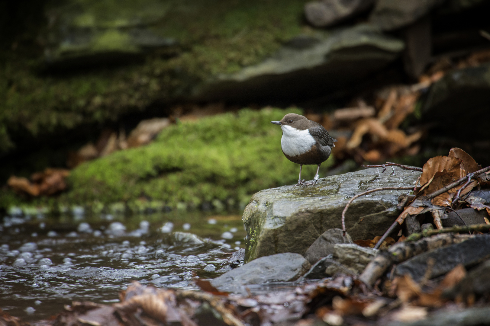 Wasseramsel (Cinclus cinclus)