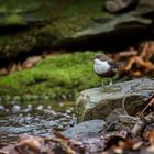 Wasseramsel (Cinclus cinclus)