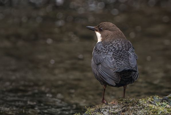  Wasseramsel (Cinclus cinclus)
