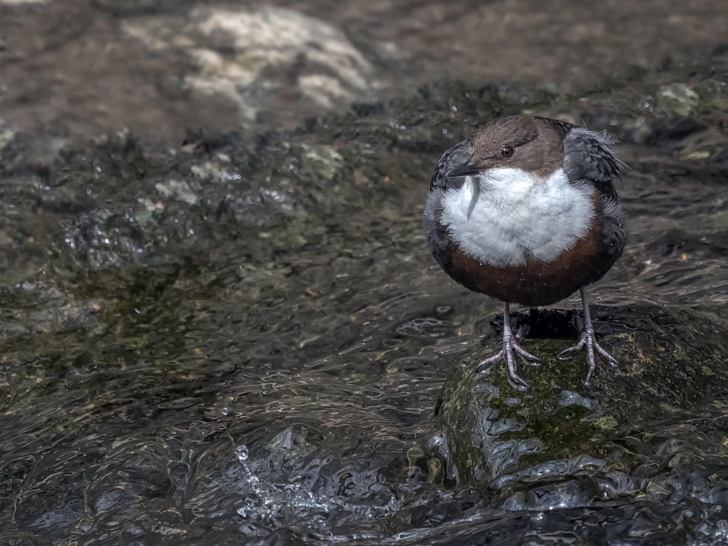  Wasseramsel (Cinclus cinclus) 