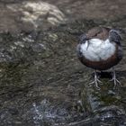  Wasseramsel (Cinclus cinclus) 