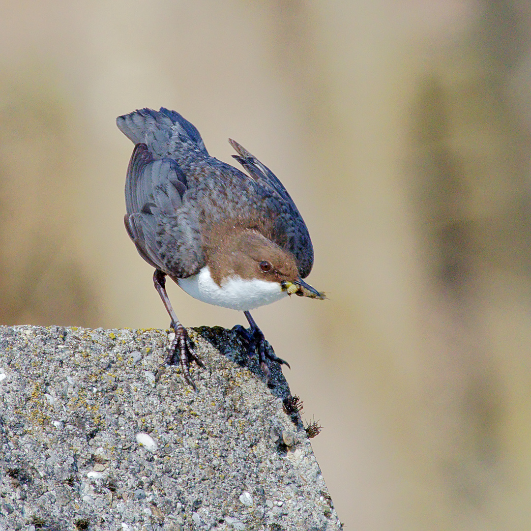 Wasseramsel (Cinclus cinclus) 3