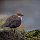 Wasseramsel (Cinclus cinclus)