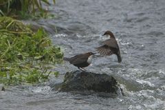 Wasseramsel (Cinclus cinclus)