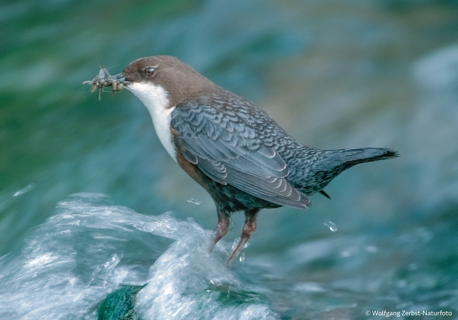 -- Wasseramsel --  ( Cinclus cinclus )