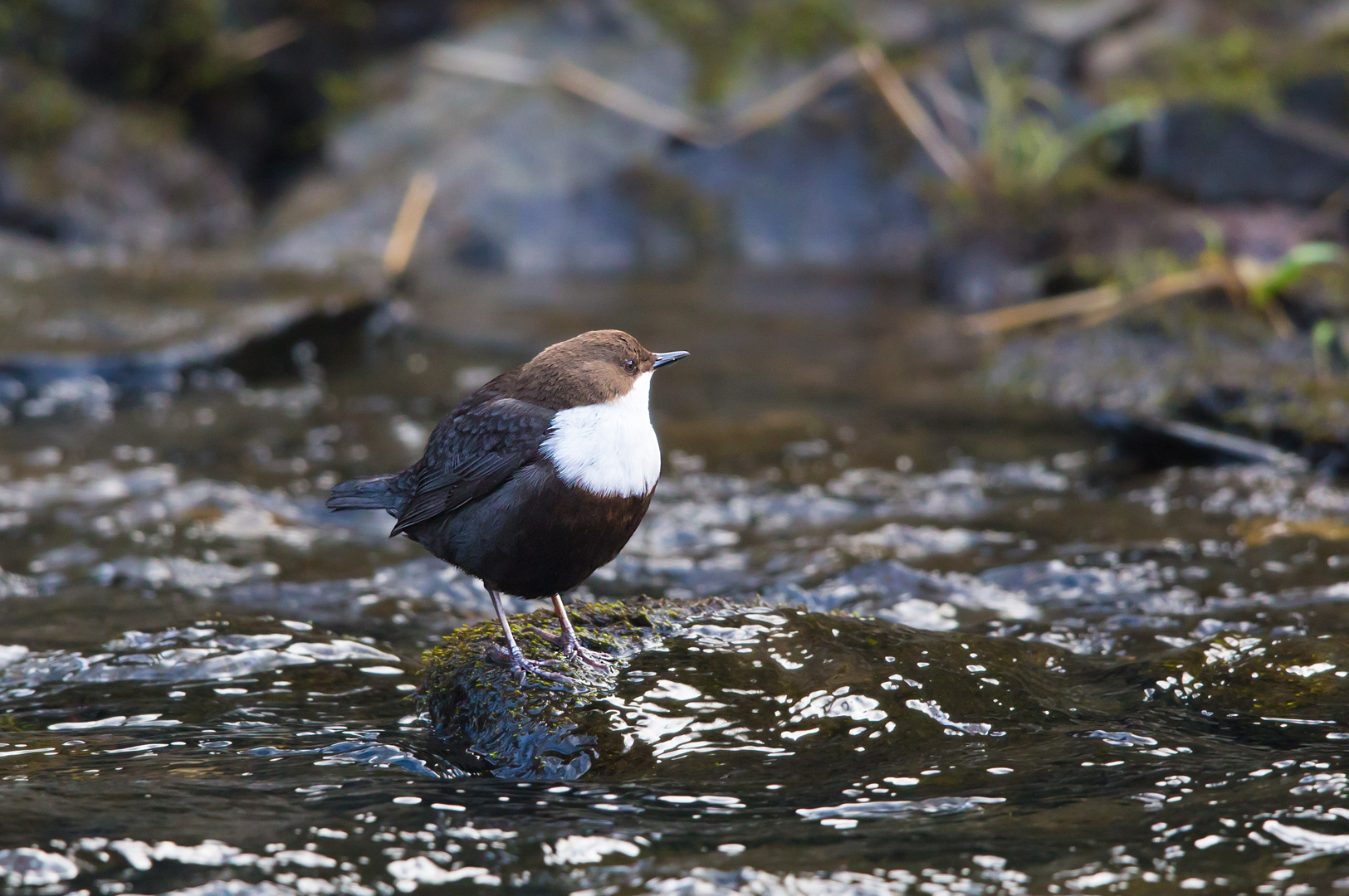 Wasseramsel (cinclus cinclus