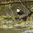 Wasseramsel (Cinclus cinclus)