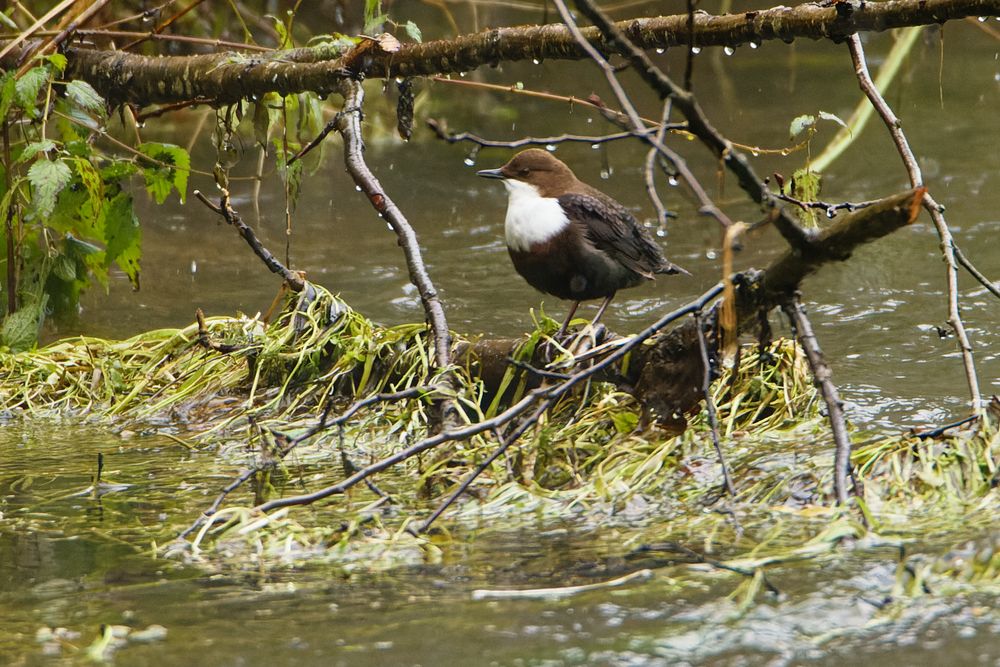 Wasseramsel (Cinclus cinclus)