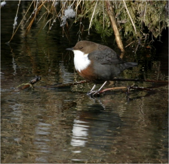 Wasseramsel (Cinclus cinclus)