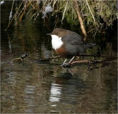 Wasseramsel (Cinclus cinclus)