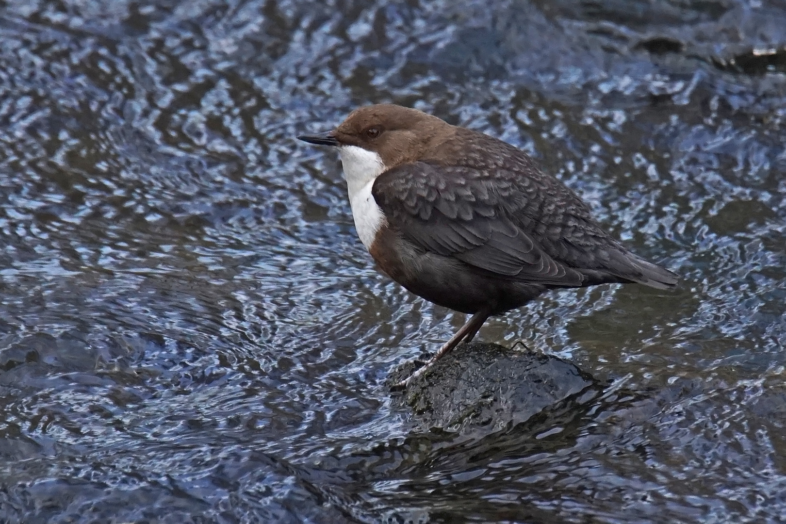 Wasseramsel (Cinclus cinclus)